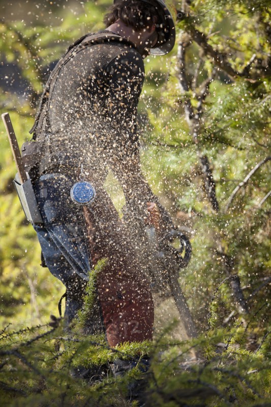 USA, Montana, Lakeside, lumberjack felling tree. Photo : Noah Clayton