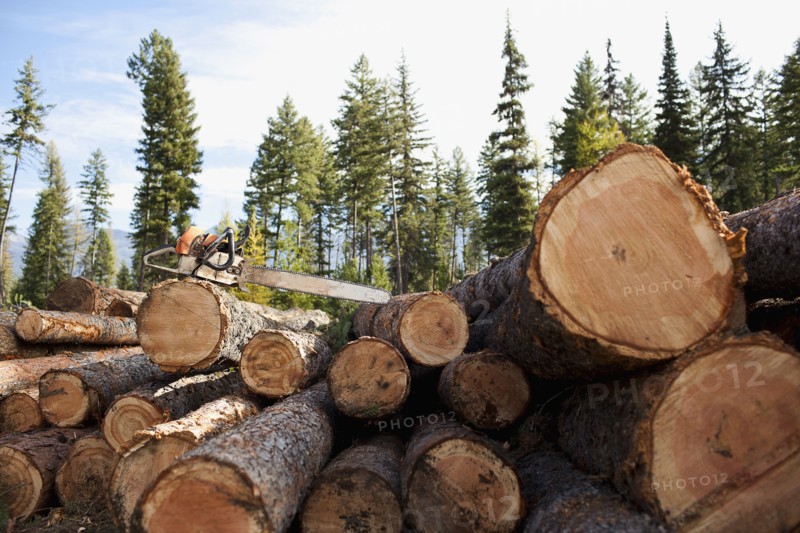 USA, Montana, electric saw on stack of logs. Photo : Noah Clayton