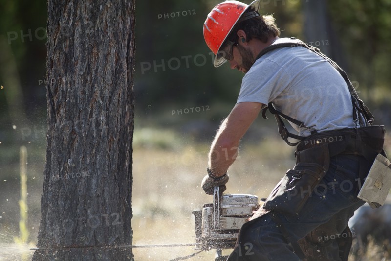 USA, Montana, Lakeside, lumberjack felling tree. Photo : Noah Clayton