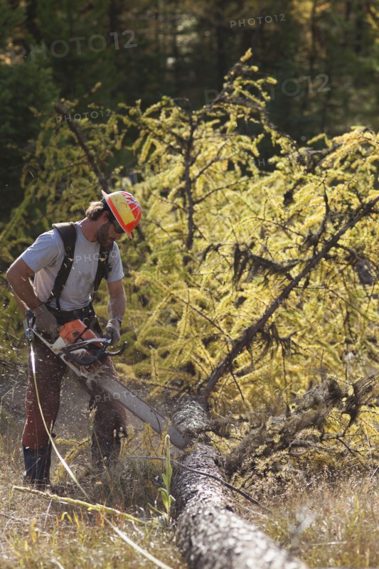 USA, Montana, Lakeside, lumberjack felling tree. Photo : Noah Clayton