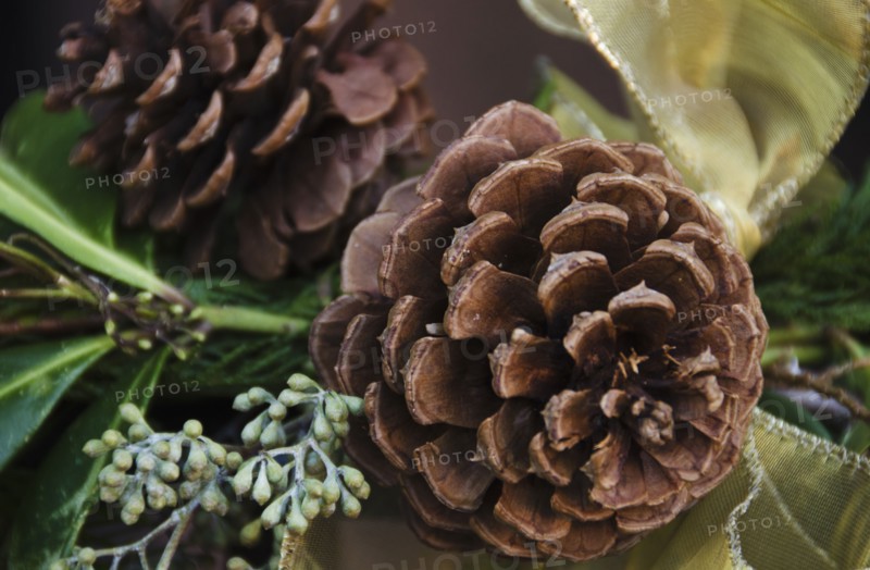 Close-up of pine cone.