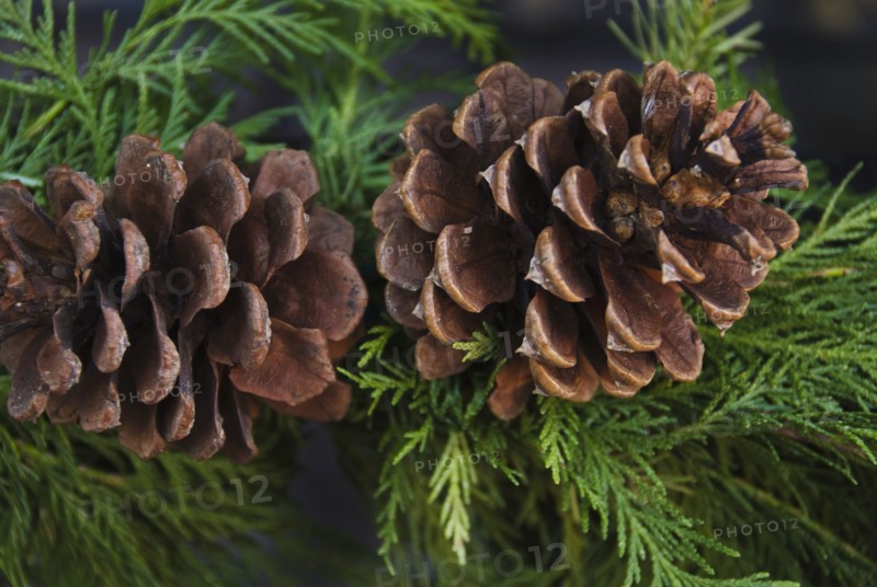 Close-up of pine cone.