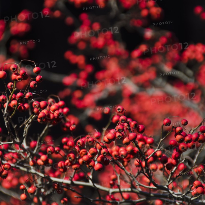 Rowan fruits.