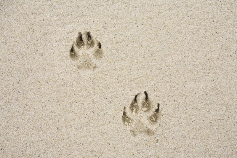 Dog's track on sand. Photo : Chris Hackett