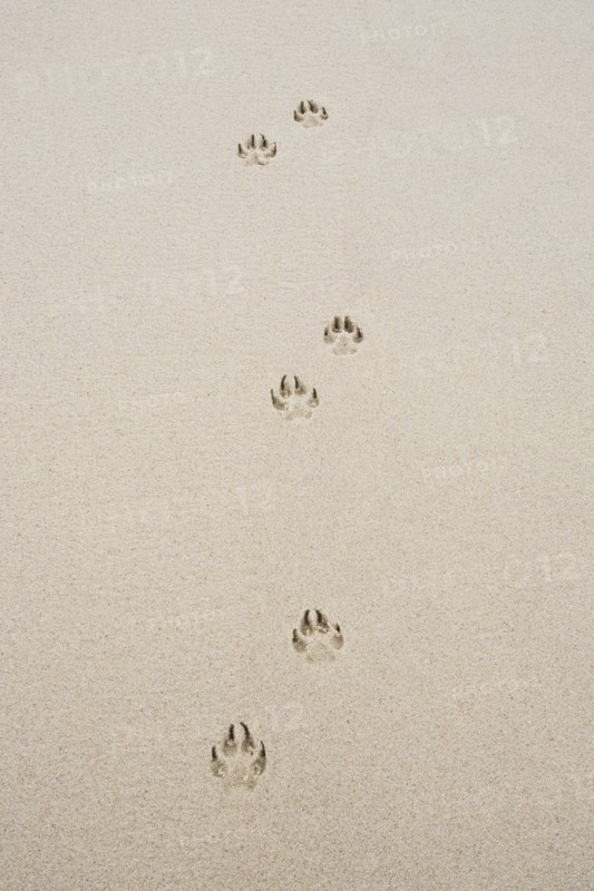 Dog's track on sand. Photo : Chris Hackett
