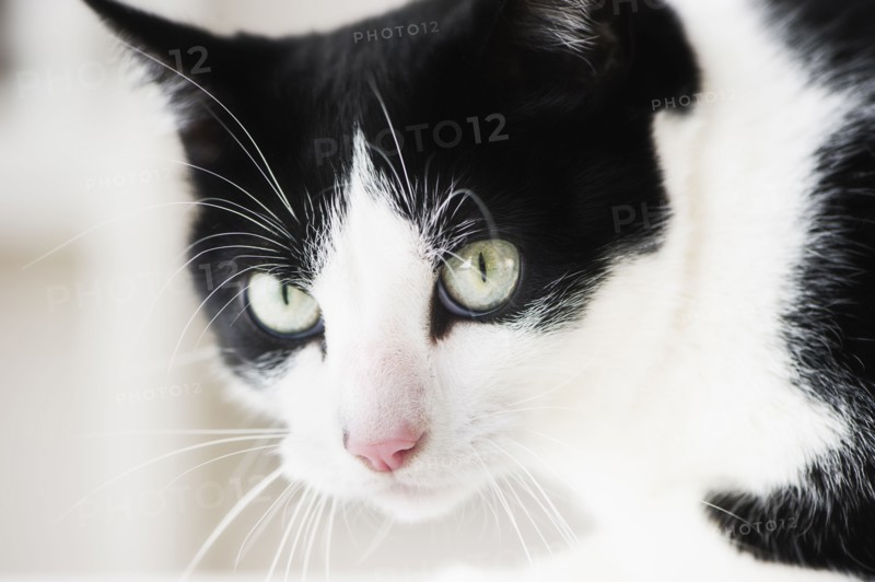 Close-up of cat.