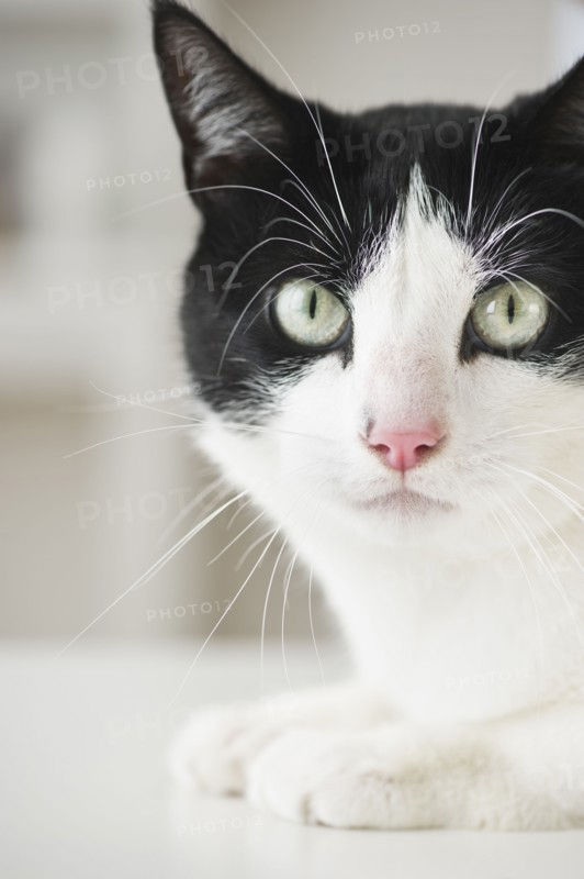 Close-up of cat.