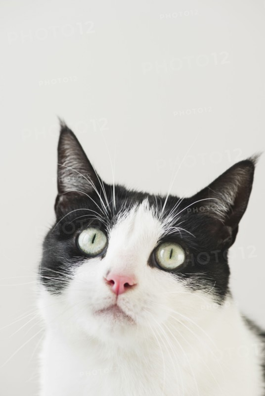 Close-up of cat.