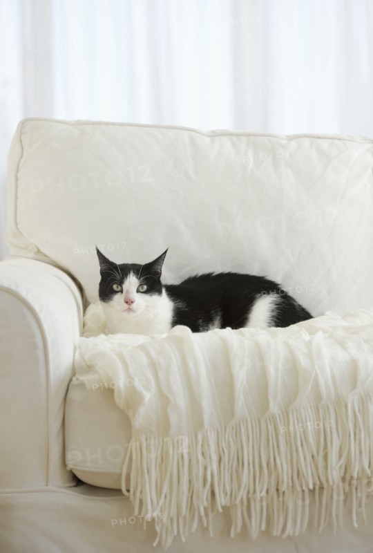 Cat on chair.
