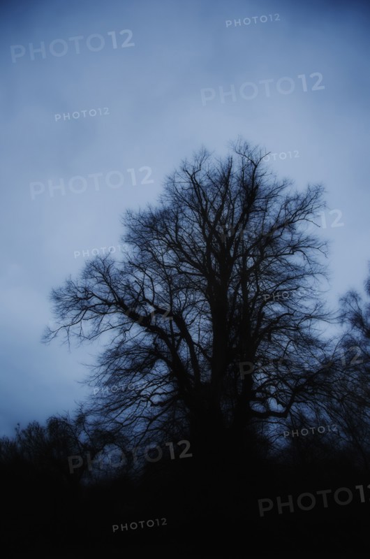 United Kingdom, Bristol, silhouette of tree at dusk.
