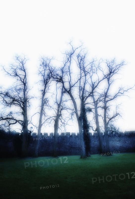 United Kingdom, Bristol, Trees by castle wall.