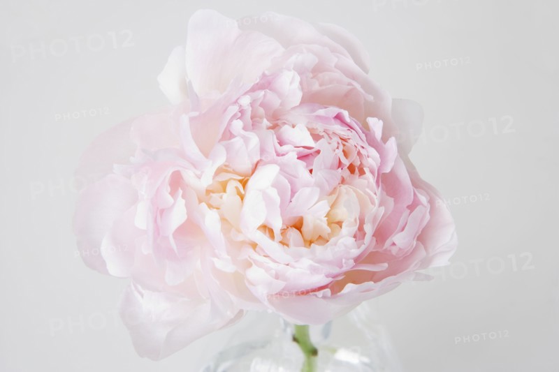 Peony flower in bloom. Photo : Joe Clark