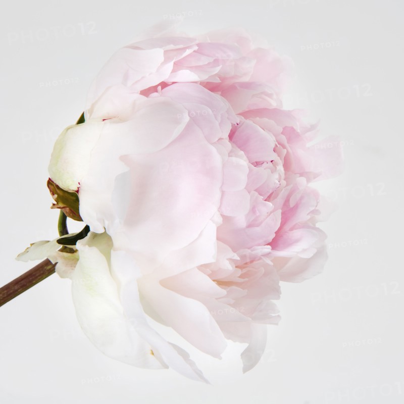 Peony flower in bloom. Photo : Joe Clark