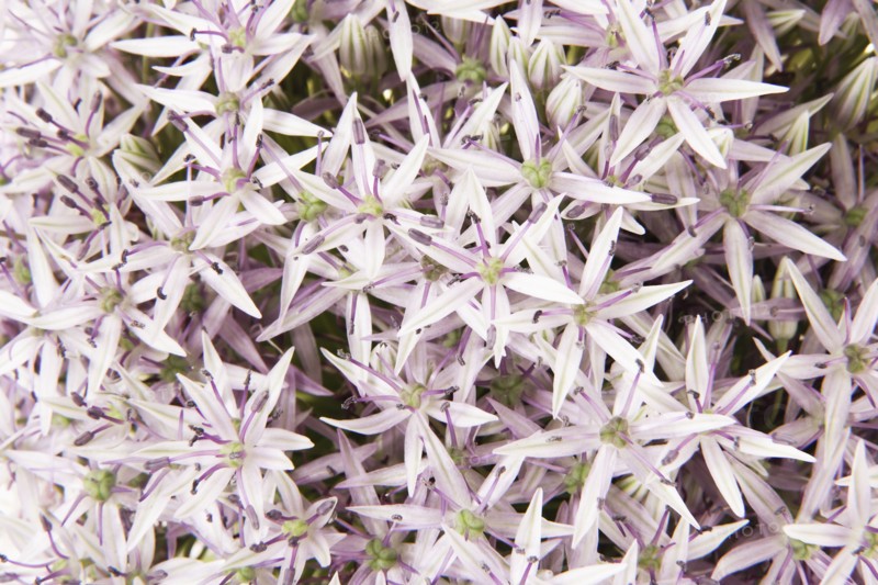 Onion flower in bloom. Photo : Joe Clark
