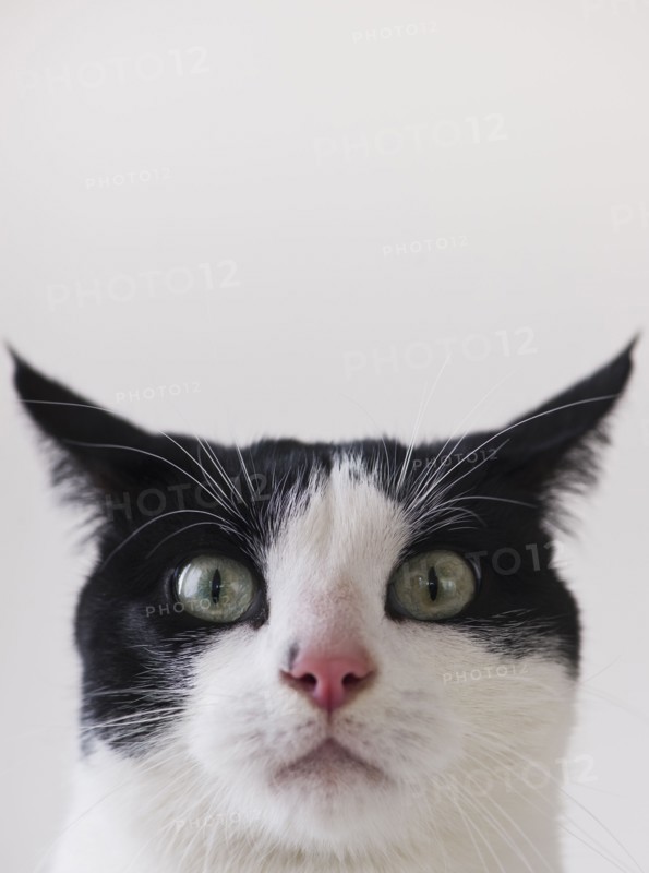 Studio shot of black and white cat. Photo : Daniel Grill