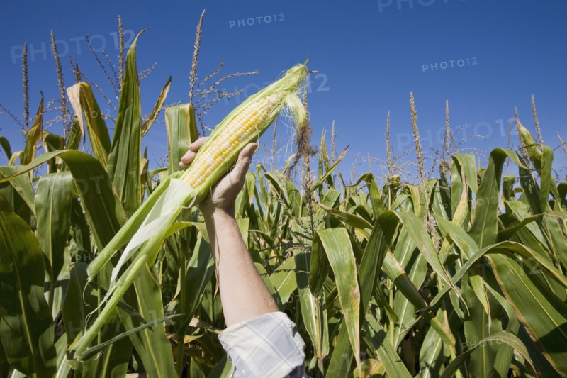 USA, New Jersey, woman's hand holding corn on field. Photo : Chris Hackett