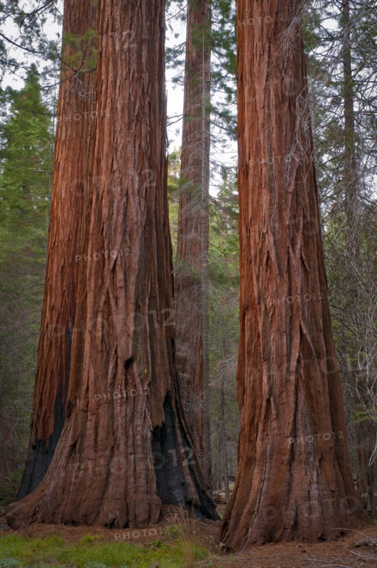 USA, California, close up of Sequoias. Photo : Gary Weathers