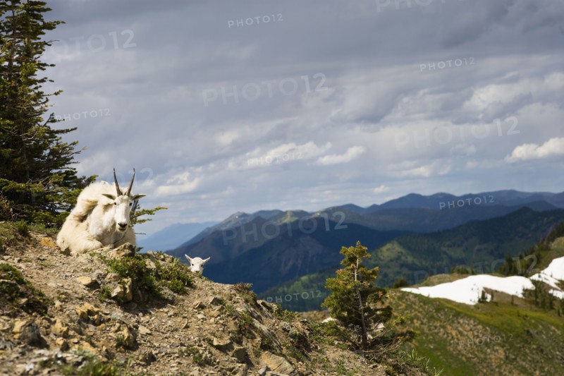 USA, Montana, Bob Marshall Wilderness, Mountain goat lying down . Photo : Noah Clayton