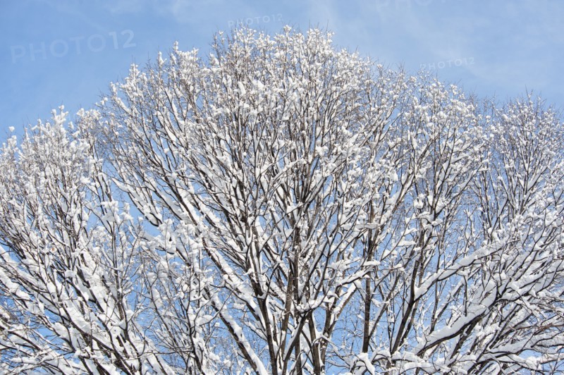 USA, New York, New York City, tree branches covered with snow against blue sky.