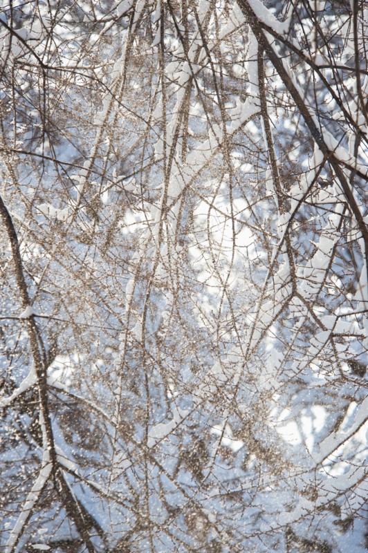 USA, New York, New York City, tree branches covered with snow.