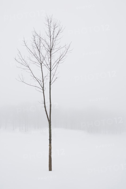 USA, New Jersey, Lonely tree in winter scenery. Photo : Chris Hackett