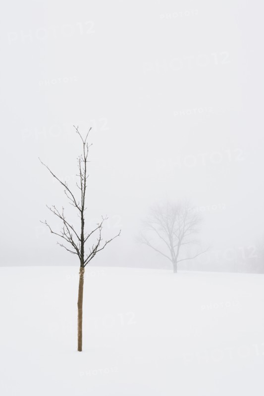 USA, New Jersey, Lonely tree in winter scenery. Photo : Chris Hackett