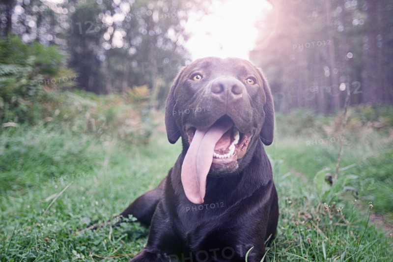 UK, Suffolk, Thetford Forest, Dog panting on grass. Photo : Justin Paget