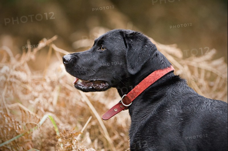 Black labrador in field. Photo : Justin Paget