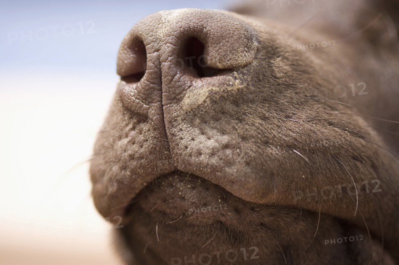 Close-up of chocolate labrador nose. Photo : Justin Paget