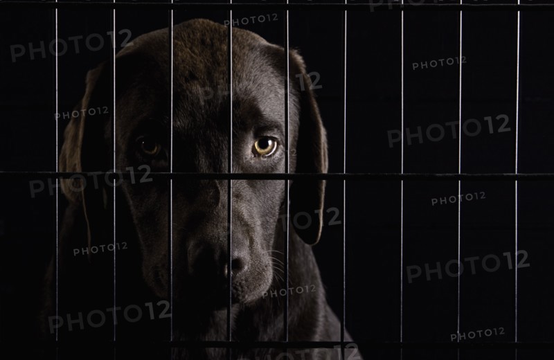 Chocolate Labrador Puppy in his Crate