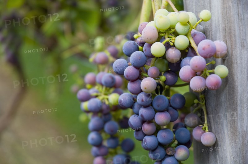 USA, Vermont, Woodstock, Bunch of unripe grapes. Photo : Antonio M. Rosario
