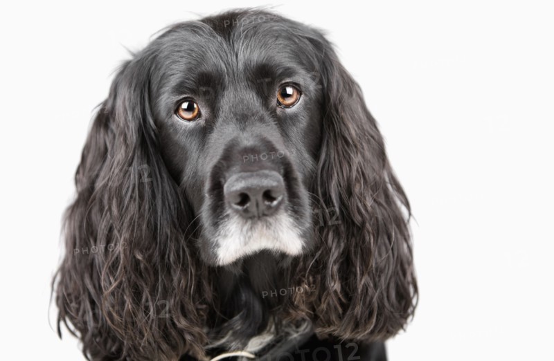 Studio portrait of cocker spaniel. Photo: Justin Paget