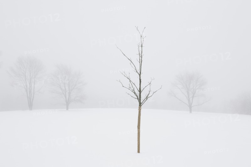 USA, New Jersey, Lonely tree in winter scenery. Photo : Chris Hackett