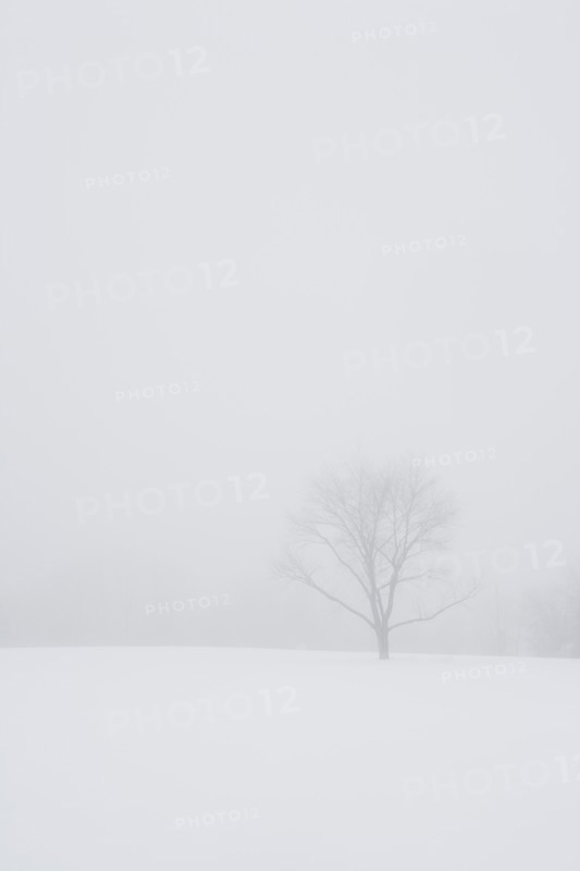 USA, New Jersey, Lonely tree in winter scenery. Photo : Chris Hackett