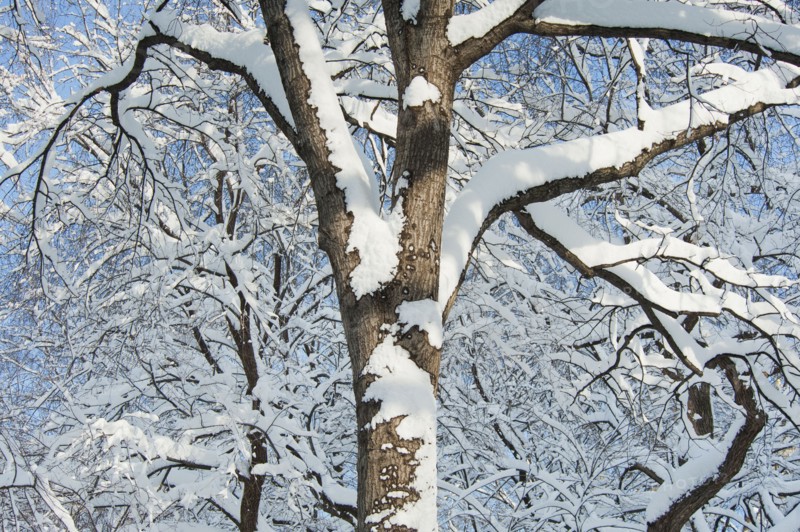 USA, New York, New York City, trees covered with snow against blue sky.
