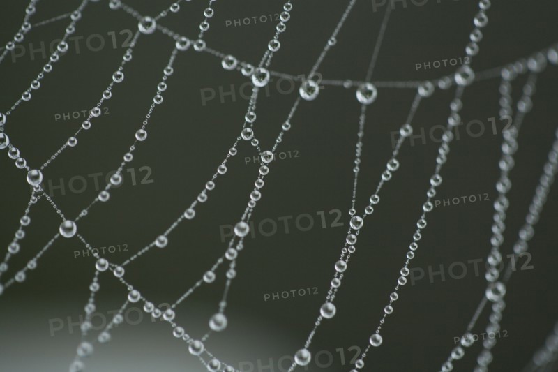 Extreme close-up of spider web with dew. Photo : Kristin Lee
