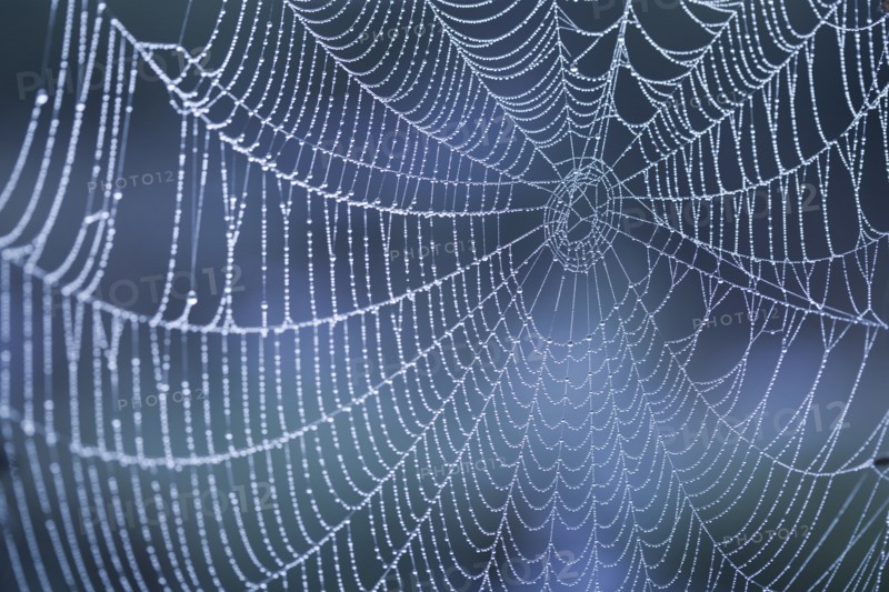 Extreme close-up of spider web with dew. Photo : Kristin Lee