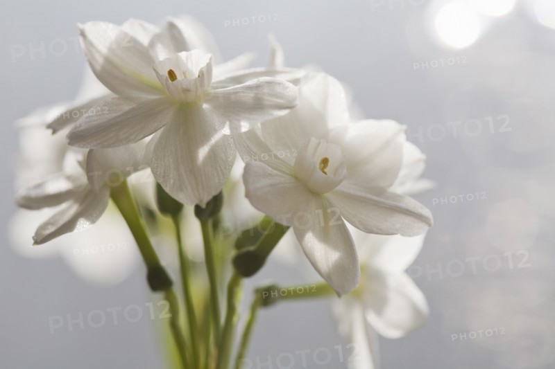 Close-up view of white flowers. Photo : Kristin Lee