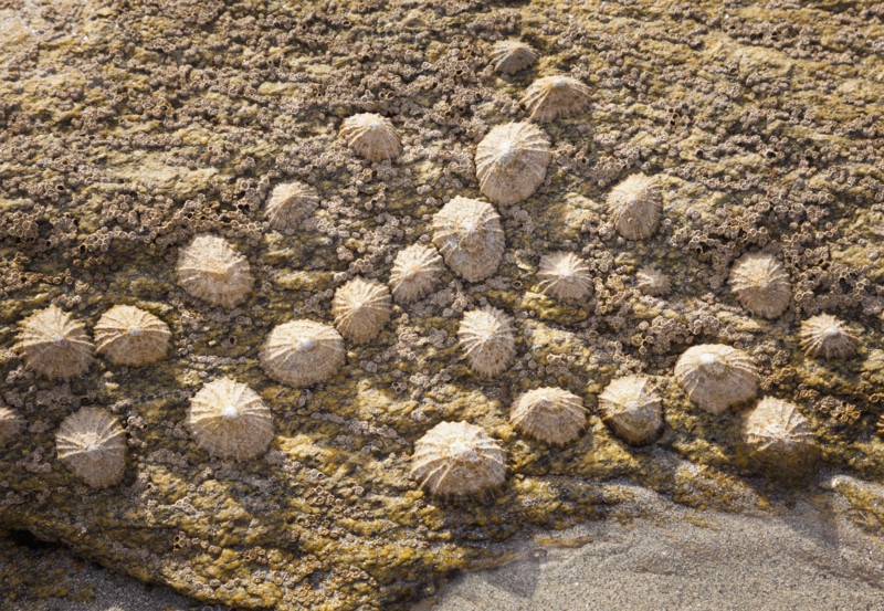 Limpets on rock, Finistere, Brittany, France. Photo: Jon Boyes