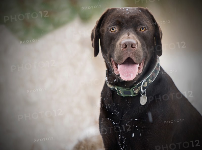 Happy Labrador in Wintery Countryside
