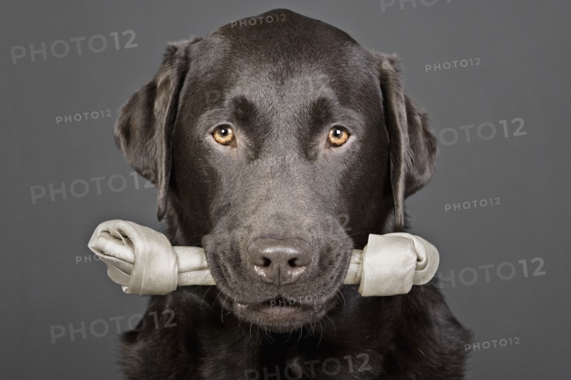 Shot of a Handsome Labrador with Bone in his Mouth