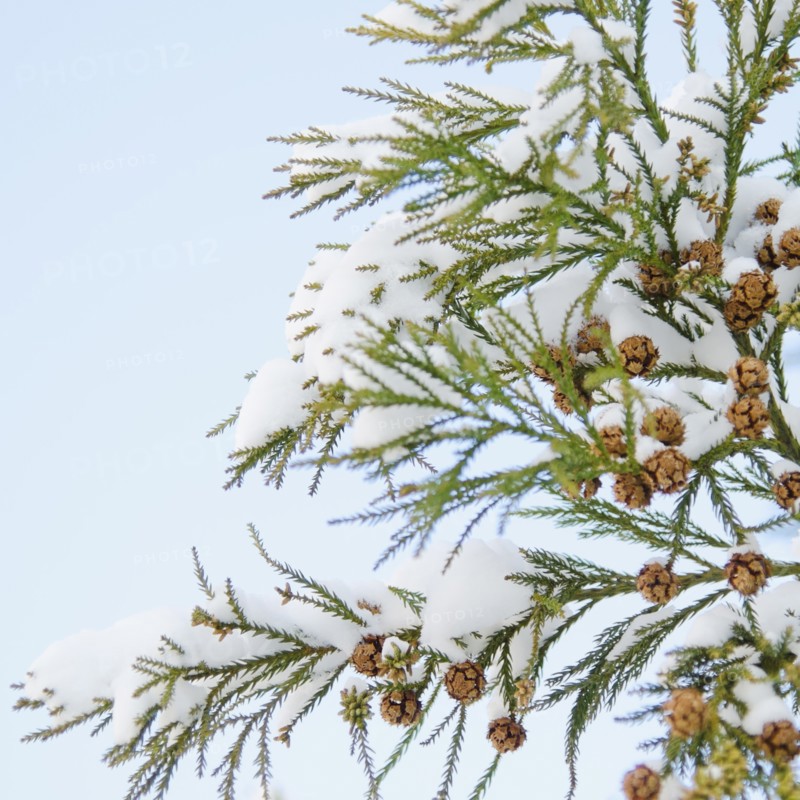 USA, New York, New York City, close up of pine tree branch covered with snow.