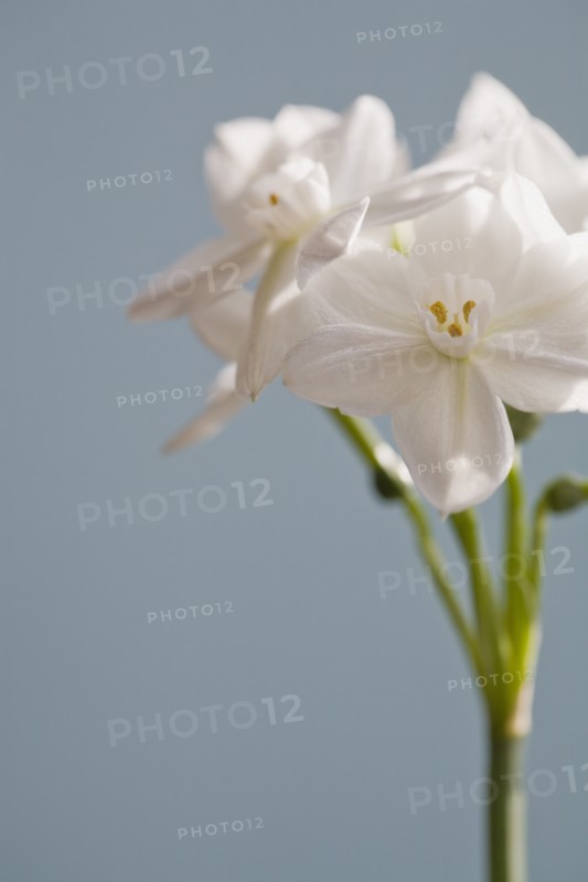 Close-up view of white flower. Photo : Kristin Lee