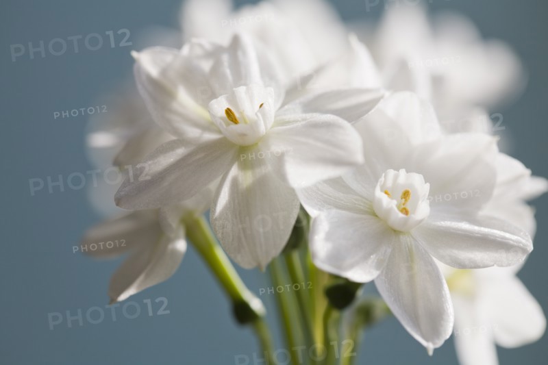 Close-up view of white flower. Photo : Kristin Lee