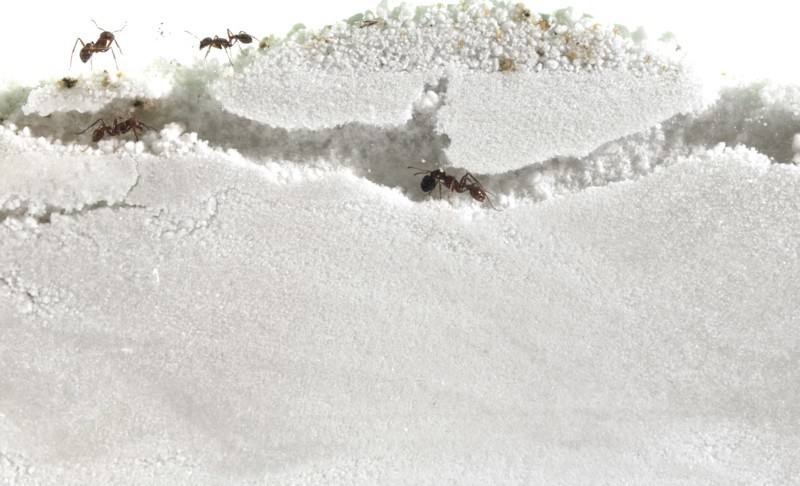 Close up of ants in sand. Photo : David Arky