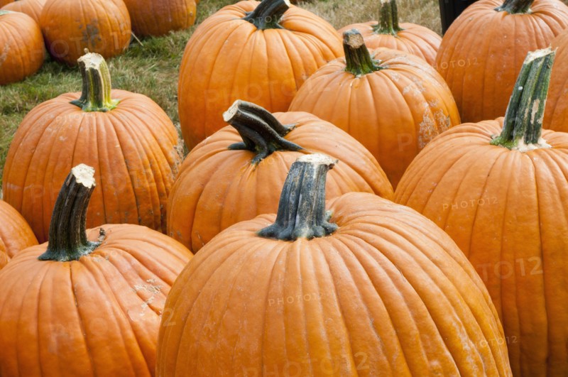 Pumpkins on field. Photo : Antonio M. Rosario