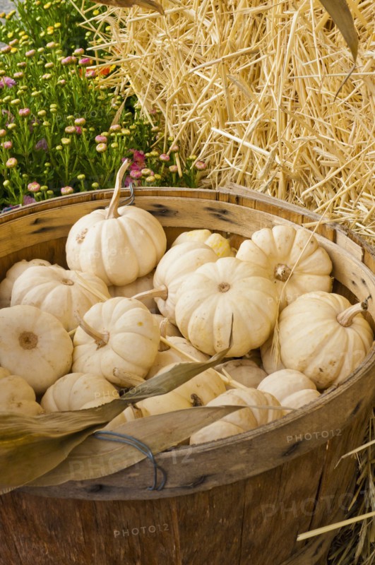Harvested pattypan squash on field. Photo : Antonio M. Rosario