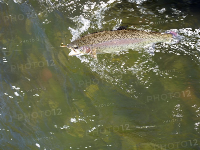 USA, Colorado, Strout struggling with fishing rod. Photo: John Kelly