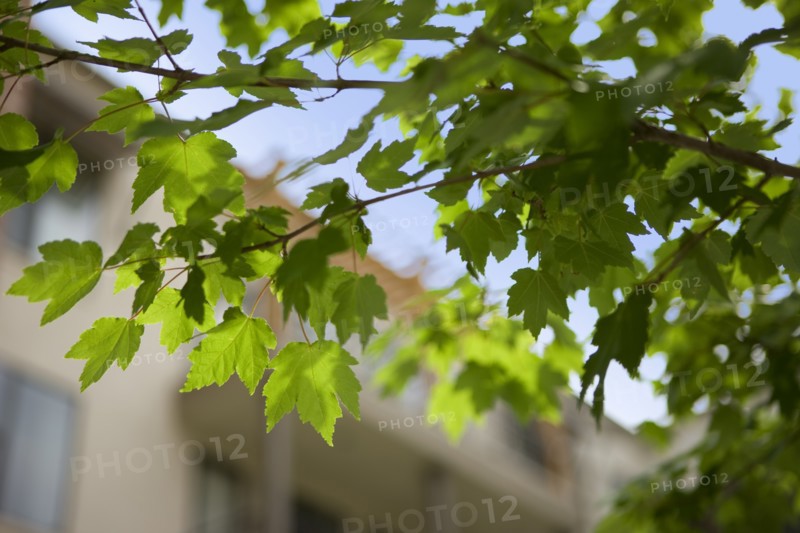 USA, Texas, Dallas, Low angle view of Plane tree branch. Photo : DreamPictures