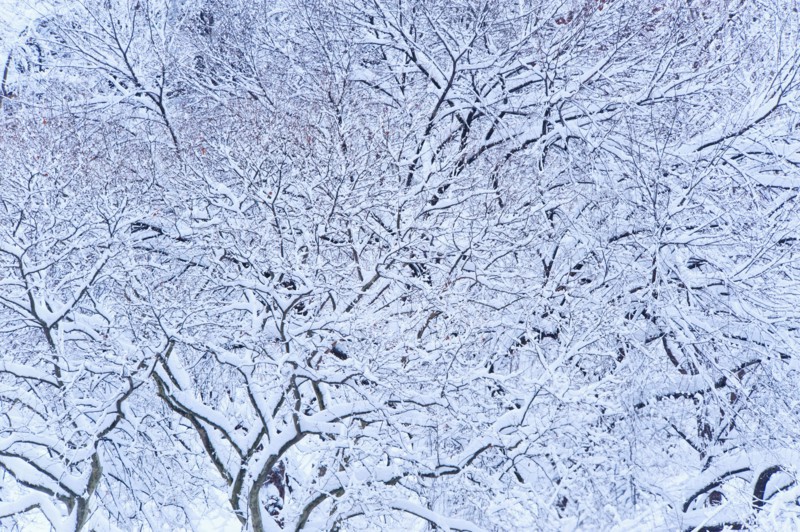 USA, New York, New York City, trees covered with snow in winter.